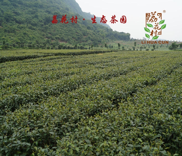 荔花村-精品红茶